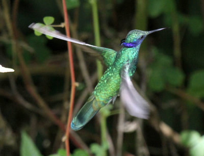 Sparkling Violetear