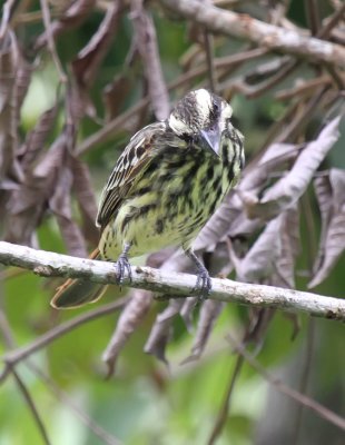 Streaked Flycatcher