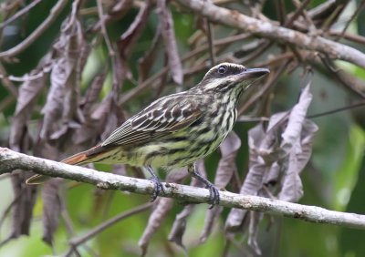 Streaked Flycatcher