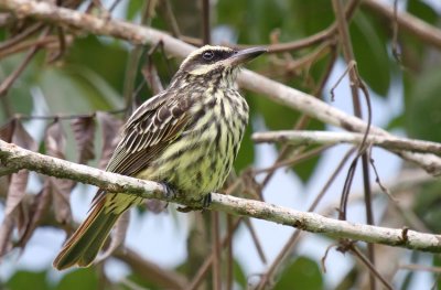 Streaked Flycatcher