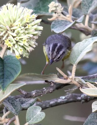 Three-banded Warbler