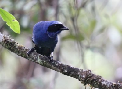 White-collared Jay