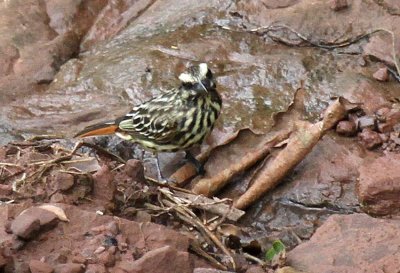 Streaked Flycatcher