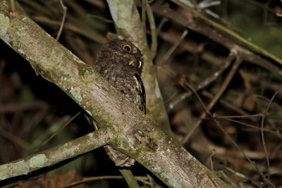 Choco Screech-Owl