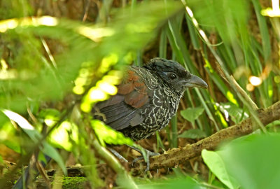 Banded Ground-Cuckoo