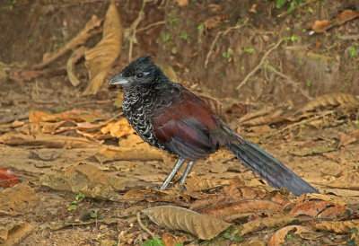 Banded Ground-Cuckoo