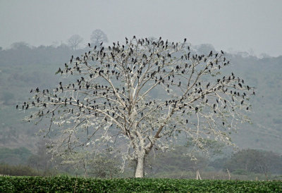 Neotropic Cormorant tree