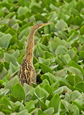 Pinnated Bittern