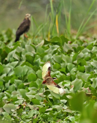 Wattled Jacana