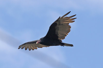 Turkey Vulture