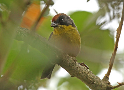 Rufous-naped Brush-Finch