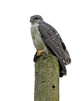 Gray-backed Hawk