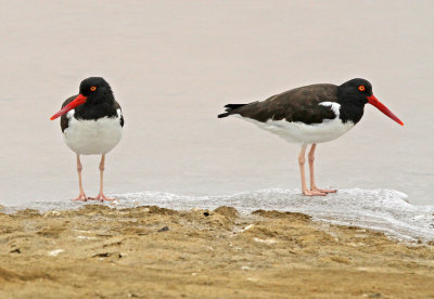 American Oystercatcher