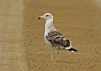 Kelp Gull