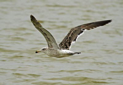 Kelp Gull