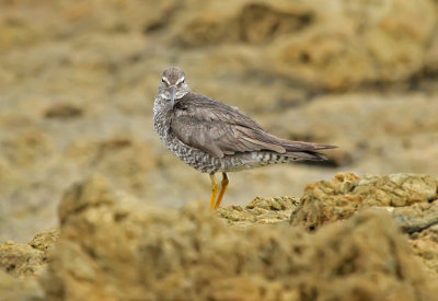 Wandering Tattler