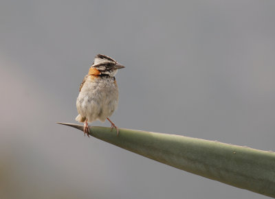 Rufous-collared Sparrow2
