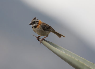Rufous-collared Sparrow3