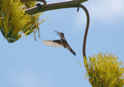 Giant Hummingbird2