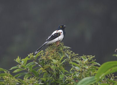 Magpie Tanager