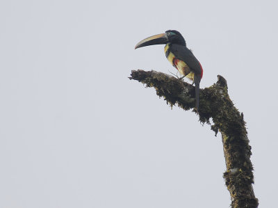 Many-banded Aracari2