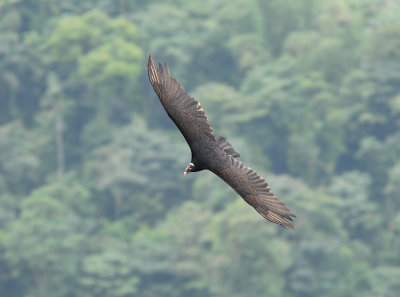 Turkey Vulture