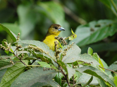 Lemon-rumped Tanager