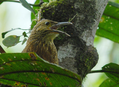 Strong-billed Woodcreeper2
