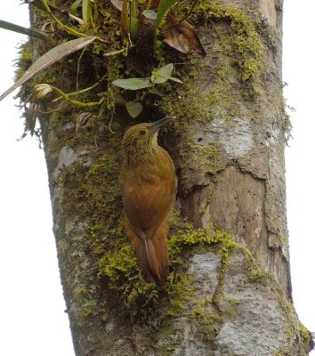 Strong-billed Woodcreeper3
