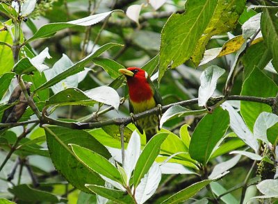 Red-headed Barbet2