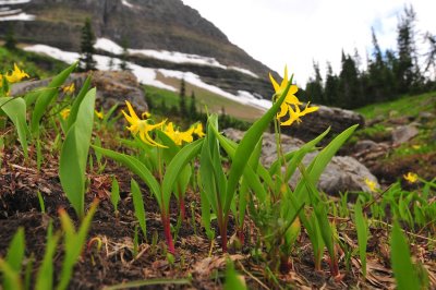 glacier lillies