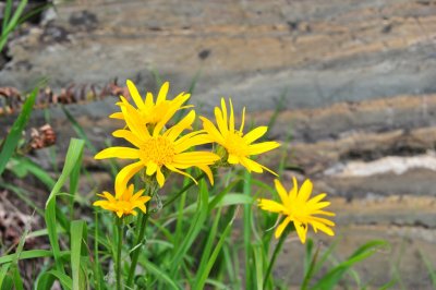 wildflower glacier national park