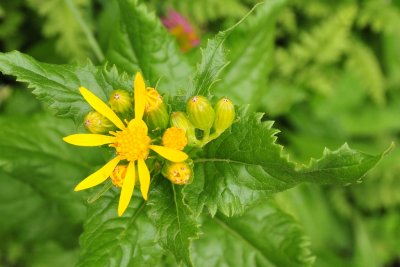 wildflower glacier national park