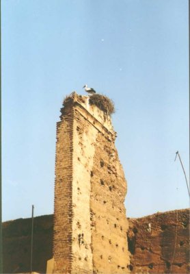 046 - Marrakesch - Storchenhorst.jpg