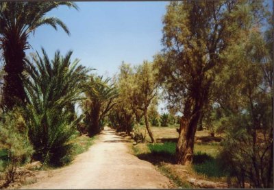 074 - Skoura - Weg durch Oase.jpg
