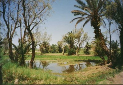 075 - Skoura - Oase.jpg