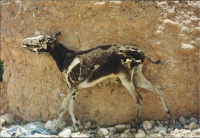 084 - Dadestal - Toter Esel.jpg