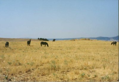 125 - Azrou - Pferde.jpg
