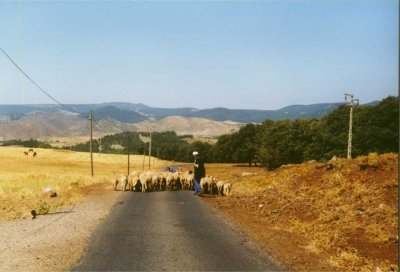 126 - Azrou - Schafhirte.jpg