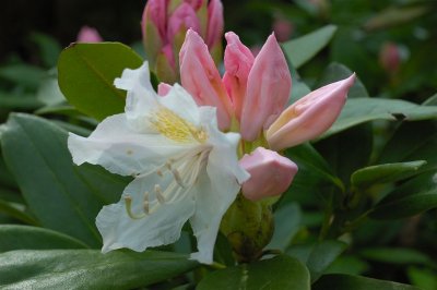 Flowers (B)