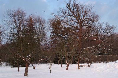 Winter at the Royal Lazienki Park