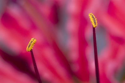 IMG_0949_Backyard.jpg