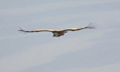 Griffon Vulture, Cers, Croatia.