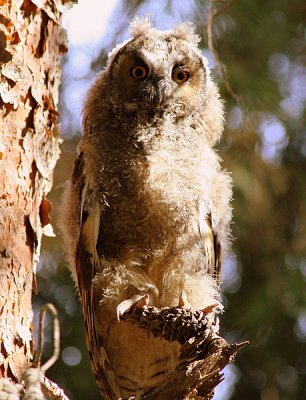 Owl (Long-eared), Israel.