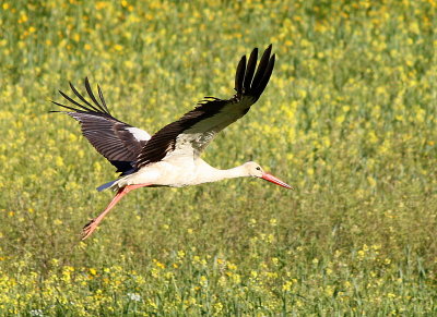 White Stork, Israel.