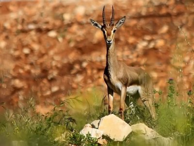 Gazelle, Israel.
