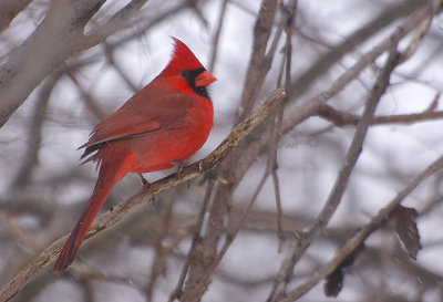 cardinal rouge