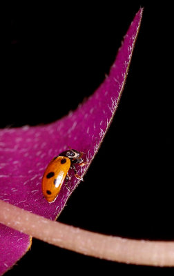 coccinelle convergente