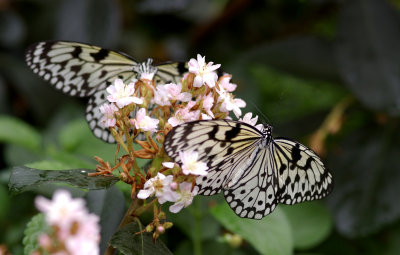 papillon papier