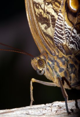 caligo